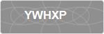 YWHXP