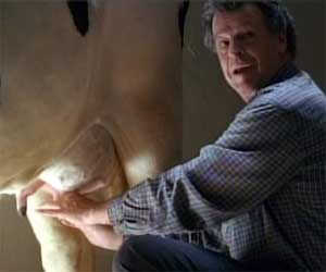 FRINGE-2-cow-milking.jpg