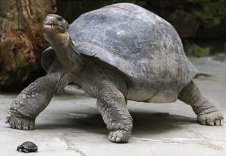 galapagos-tortoise.jpg