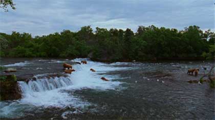 national-parks-bears.jpg