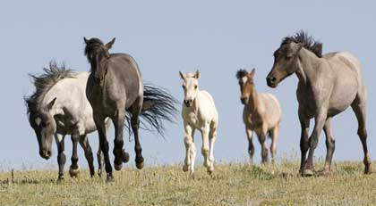 nature-horses-top.jpg