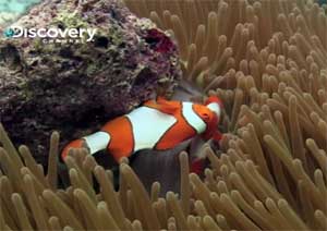 LIFE-fish-clownfish-sea-ane.jpg