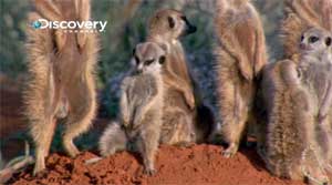 LIFE-mammals-drowsy-meerkat.jpg