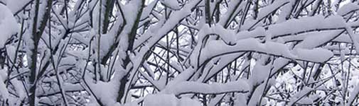 snowy-branches.jpg