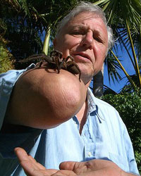 Attenborough-spider.jpg