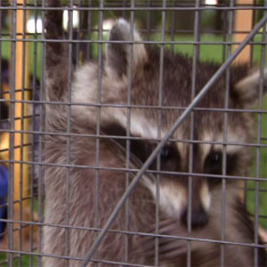 raccoon-caged.jpg