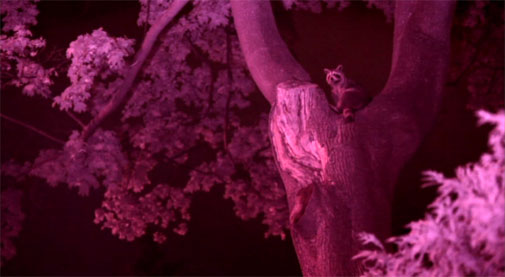 raccoon-night-tree-top.jpg