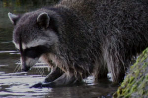 raccoons-washing.jpg