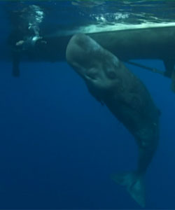 ocean-giants-baby-whale.jpg