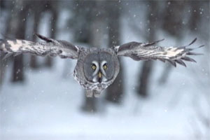 frozen-planet-snowy-owl.jpg