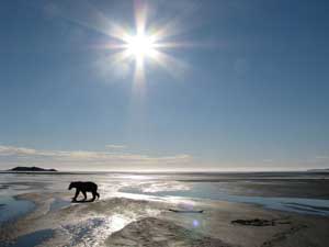 bear-under-sun-in-katmai-an.jpg