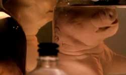 AHS-1-6-pig-bottles.jpg