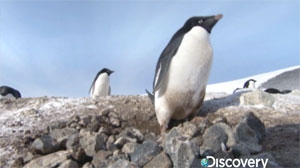 frozen-planet-penguin-thief.jpg