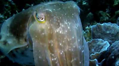 NOVA-Cuttlefish-closeup.jpg