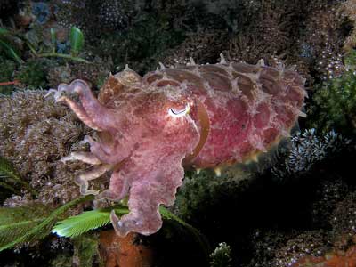 NOVA-cuttlefish-red-color.jpg