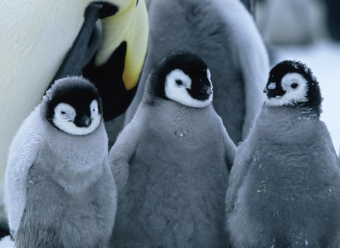 march of the penguins weather.jpg